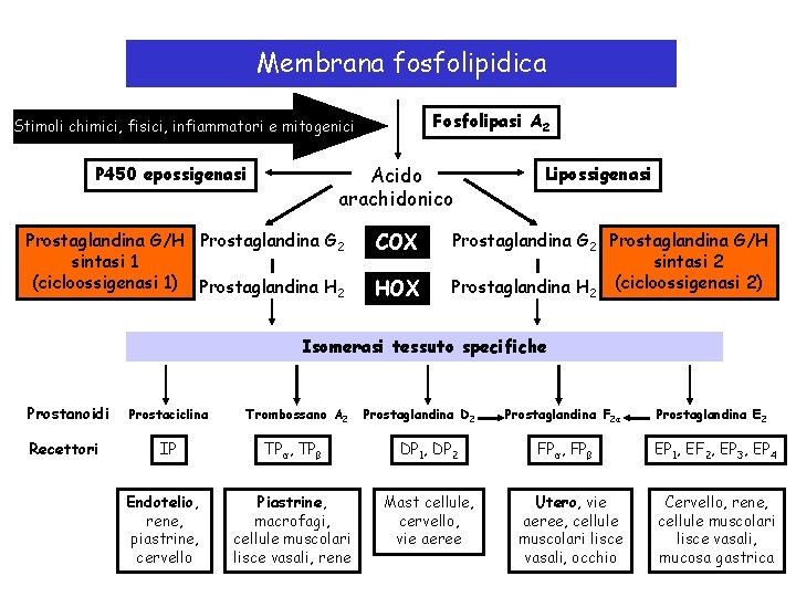 Membrana fosfolipidica Fosfolipasi A 2 Stimoli chimici, fisici, infiammatori e mitogenici Acido arachidonico P