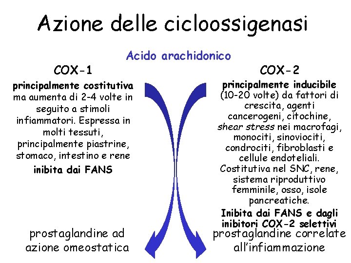 Azione delle cicloossigenasi COX-1 Acido arachidonico principalmente costitutiva ma aumenta di 2 -4 volte