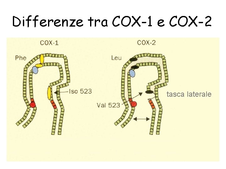 Differenze tra COX-1 e COX-2 tasca laterale 