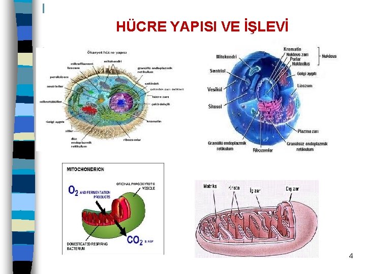 HÜCRE YAPISI VE İŞLEVİ 4 