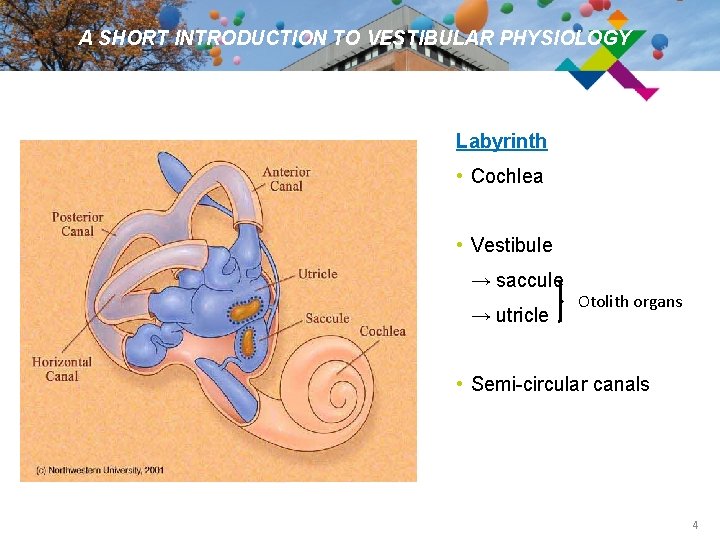 A SHORT INTRODUCTION TO VESTIBULAR PHYSIOLOGY Labyrinth • Cochlea • Vestibule → saccule →