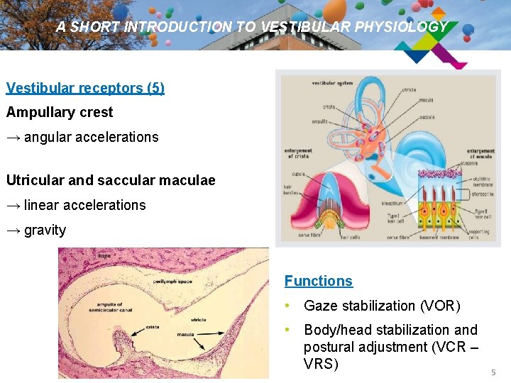 A SHORT INTRODUCTION TO VESTIBULAR PHYSIOLOGY Vestibular receptors (5) Ampullary crest → angular accelerations