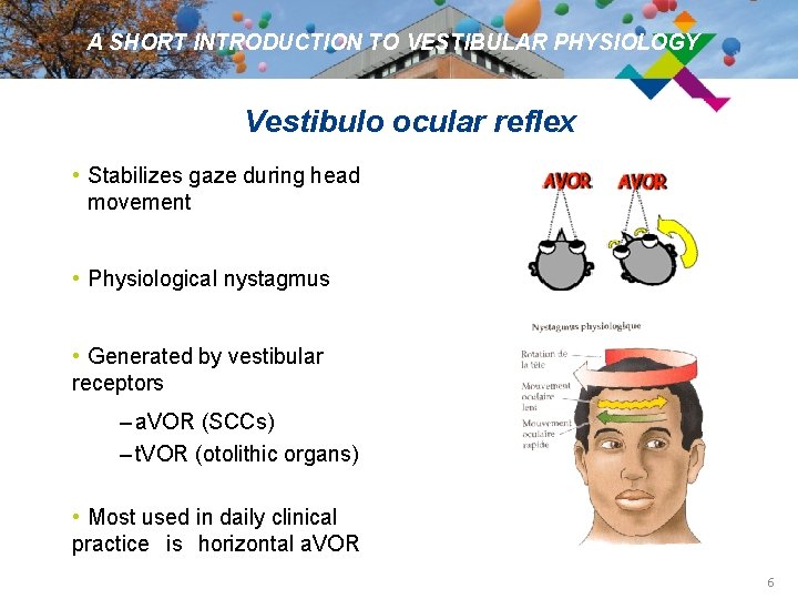 A SHORT INTRODUCTION TO VESTIBULAR PHYSIOLOGY Vestibulo ocular reflex • Stabilizes gaze during head