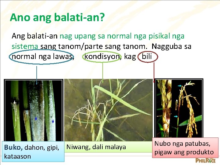 Ano ang balati-an? Ang balati-an nag upang sa normal nga pisikal nga sistema sang