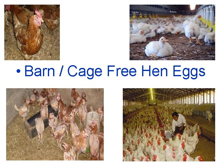  • Barn / Cage Free Hen Eggs 