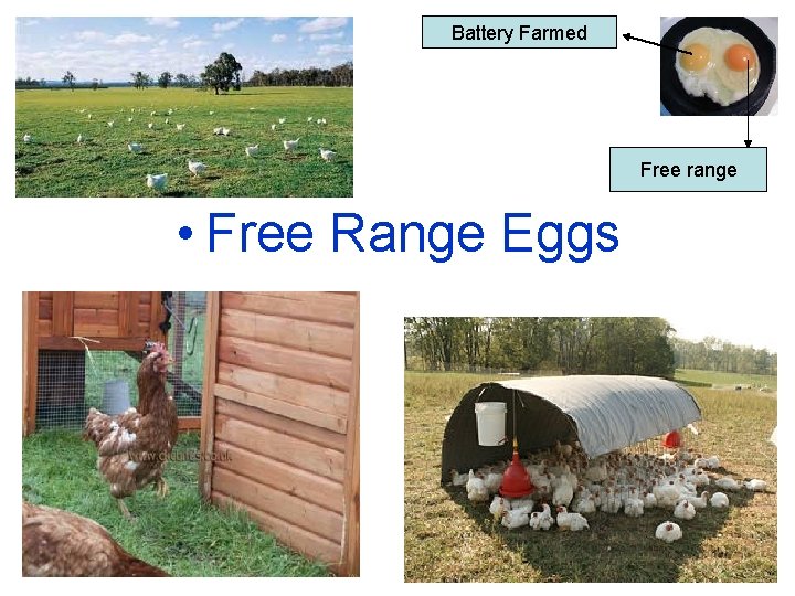 Battery Farmed Free range • Free Range Eggs 