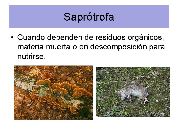 Saprótrofa • Cuando dependen de residuos orgánicos, materia muerta o en descomposición para nutrirse.