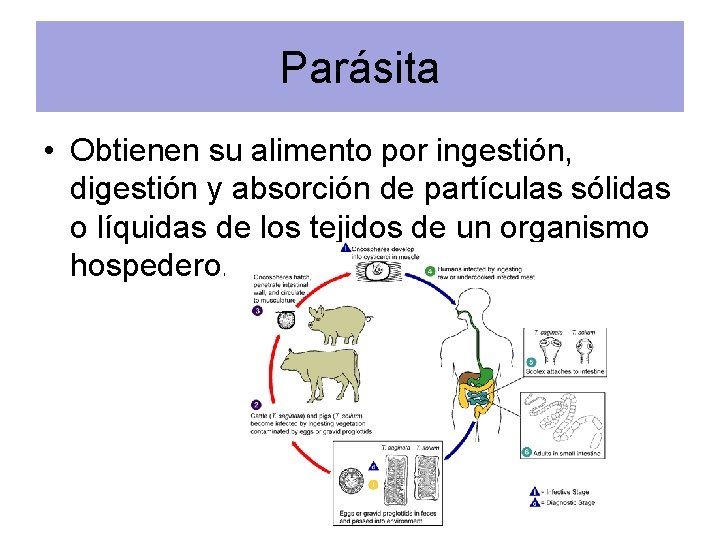 Parásita • Obtienen su alimento por ingestión, digestión y absorción de partículas sólidas o