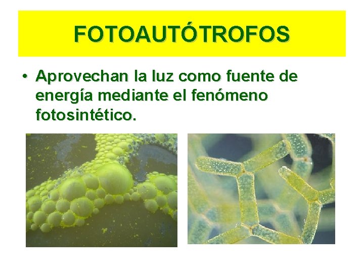 FOTOAUTÓTROFOS • Aprovechan la luz como fuente de energía mediante el fenómeno fotosintético. 