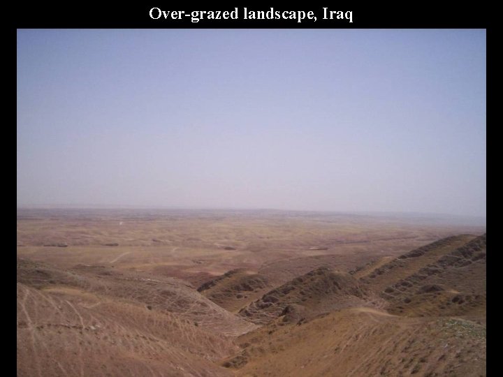 Over-grazed landscape, Iraq 