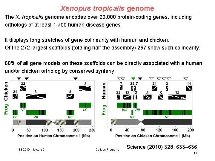 Xenopus tropicalis genome The X. tropicalis genome encodes over 20, 000 protein-coding genes, including