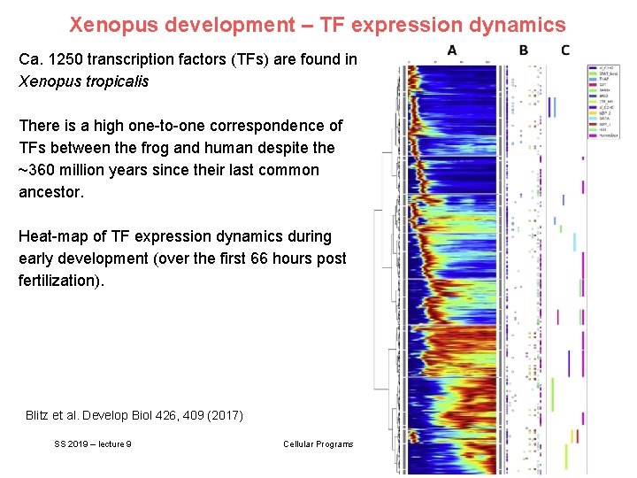 Xenopus development – TF expression dynamics Ca. 1250 transcription factors (TFs) are found in