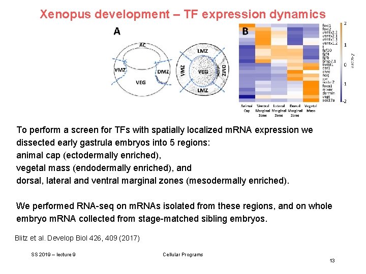 Xenopus development – TF expression dynamics To perform a screen for TFs with spatially