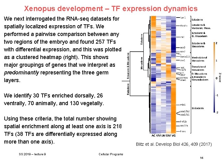 Xenopus development – TF expression dynamics We next interrogated the RNA-seq datasets for spatially