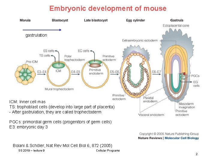 Embryonic development of mouse gastrulation ICM: Inner cell mas TS: trophoblast cells (develop into