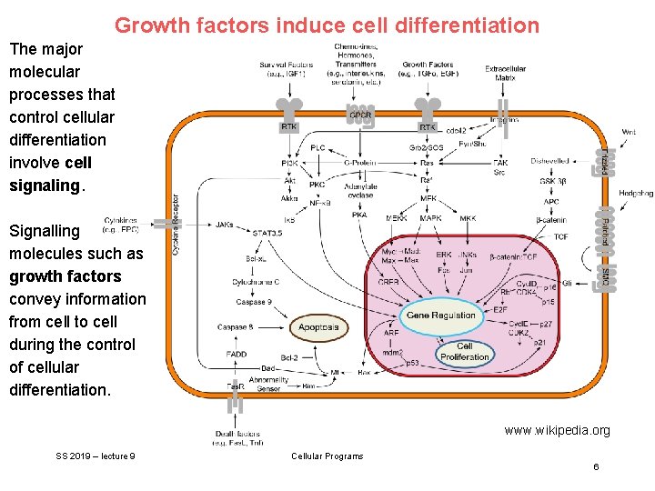 Growth factors induce cell differentiation The major molecular processes that control cellular differentiation involve