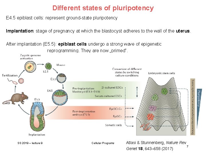 Different states of pluripotency E 4. 5 epiblast cells: represent ground-state pluripotency Implantation: stage