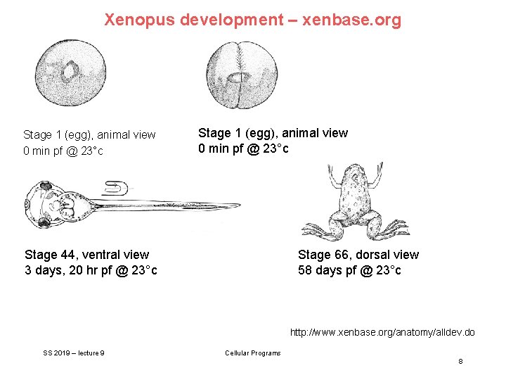 Xenopus development – xenbase. org Stage 1 (egg), animal view 0 min pf @