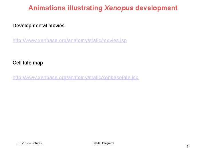 Animations illustrating Xenopus development Developmental movies http: //www. xenbase. org/anatomy/static/movies. jsp Cell fate map