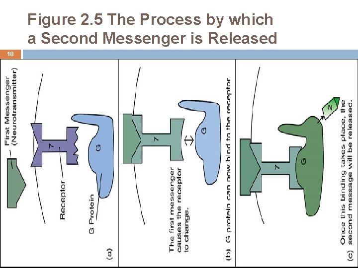 Figure 2. 5 The Process by which a Second Messenger is Released 10 