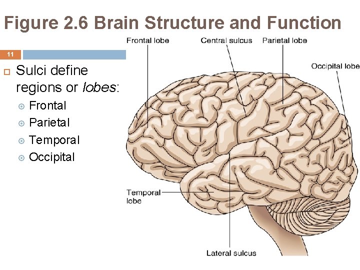 Figure 2. 6 Brain Structure and Function 11 Sulci define regions or lobes: Frontal