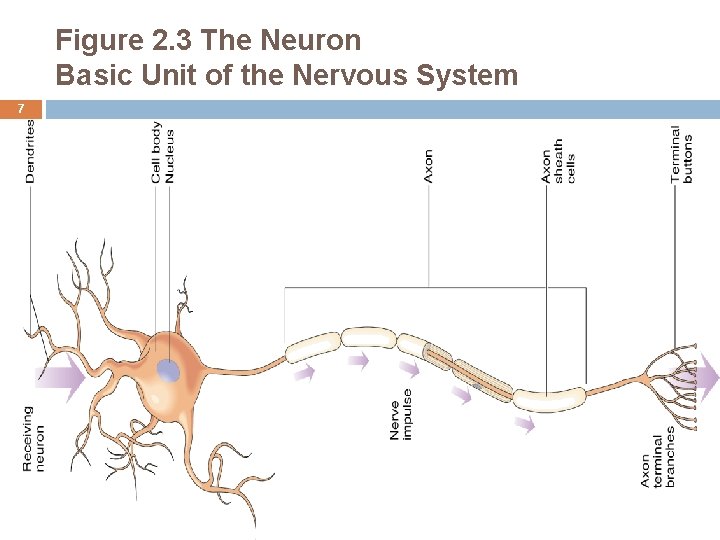 Figure 2. 3 The Neuron Basic Unit of the Nervous System 7 