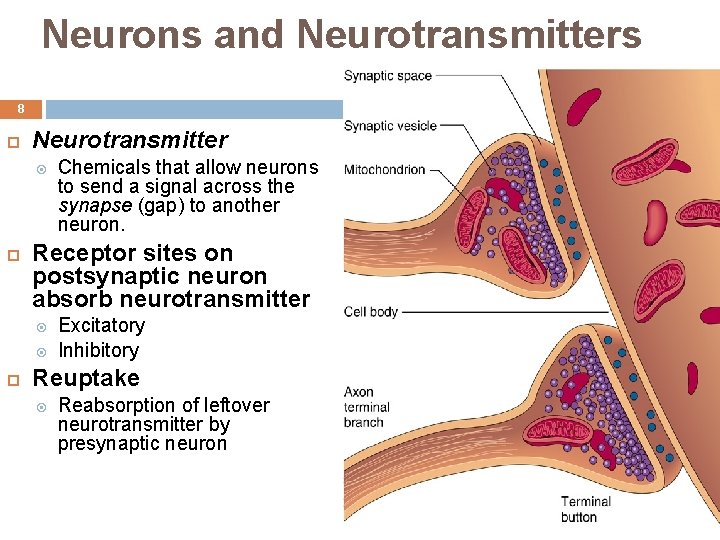 Neurons and Neurotransmitters 8 Neurotransmitter Receptor sites on postsynaptic neuron absorb neurotransmitter Chemicals that