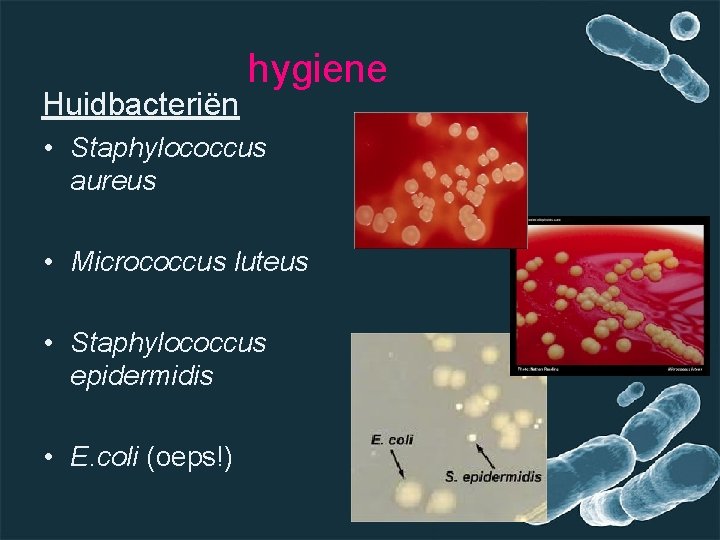 Huidbacteriën hygiene • Staphylococcus aureus • Micrococcus luteus • Staphylococcus epidermidis • E. coli