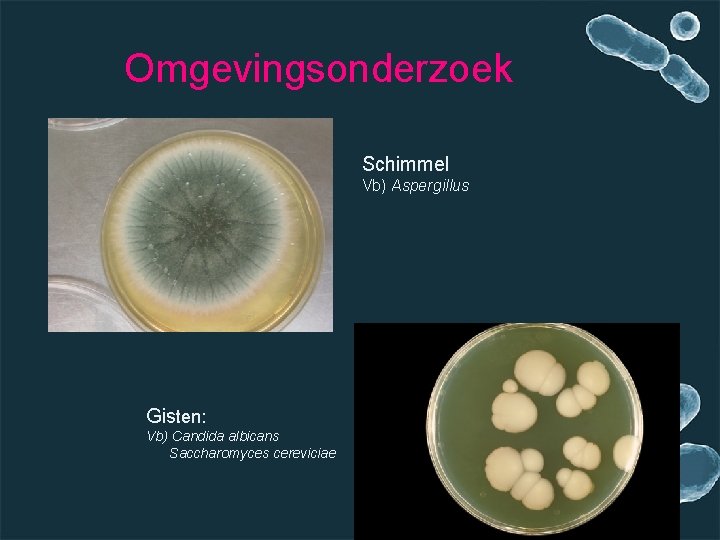 Omgevingsonderzoek Schimmel Vb) Aspergillus Gisten: Vb) Candida albicans Saccharomyces cereviciae 