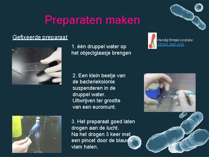 Preparaten maken Gefixeerde preparaat 1. één druppel water op het objectglaasje brengen 2. Een