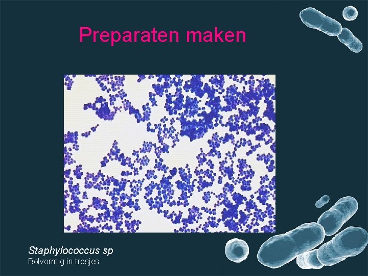 Preparaten maken Staphylococcus sp Bolvormig in trosjes 