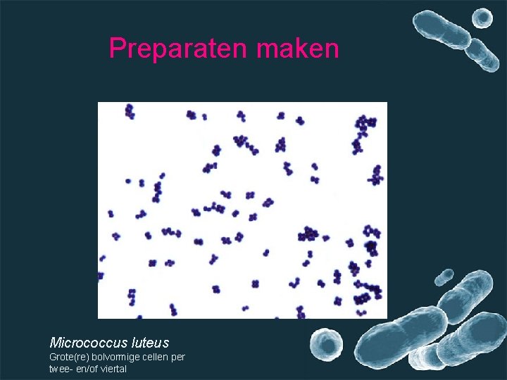 Preparaten maken Micrococcus luteus Grote(re) bolvormige cellen per twee- en/of viertal 