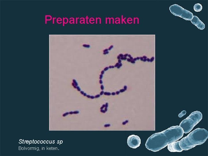 Preparaten maken Streptococcus sp Bolvormig, in keten. 