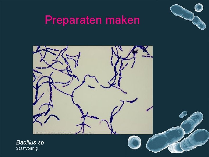 Preparaten maken Bacillus sp Staafvormig 