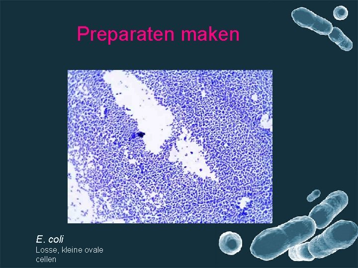 Preparaten maken E. coli Losse, kleine ovale cellen 