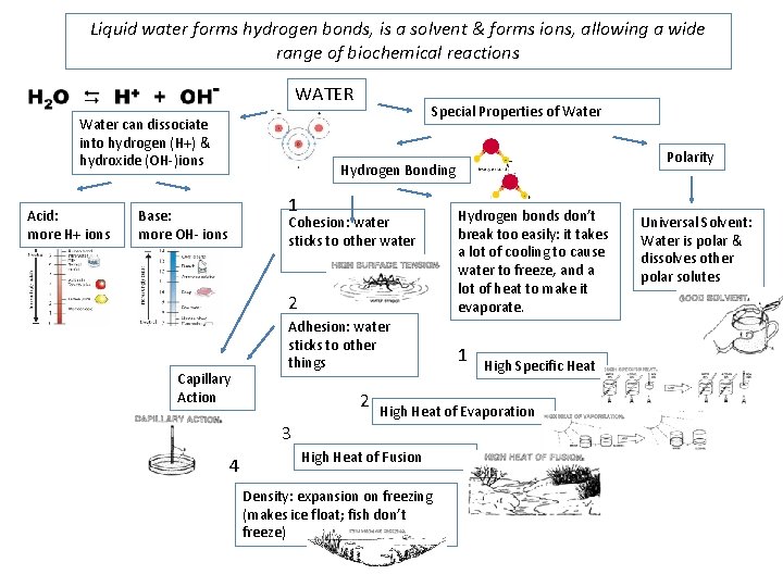 Liquid water forms hydrogen bonds, is a solvent & forms ions, allowing a wide