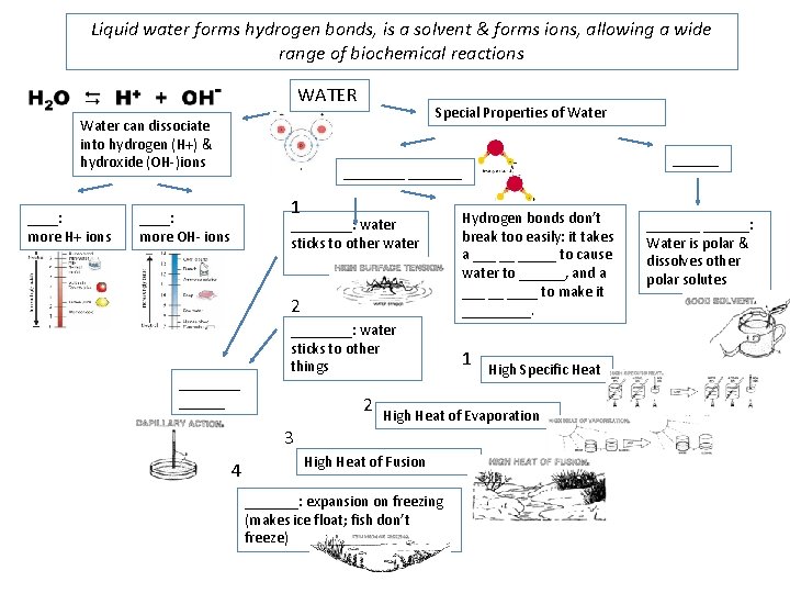 Liquid water forms hydrogen bonds, is a solvent & forms ions, allowing a wide