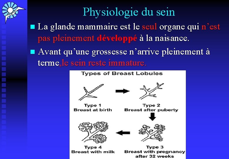  Physiologie du sein La glande mammaire est le seul organe qui n’est pas