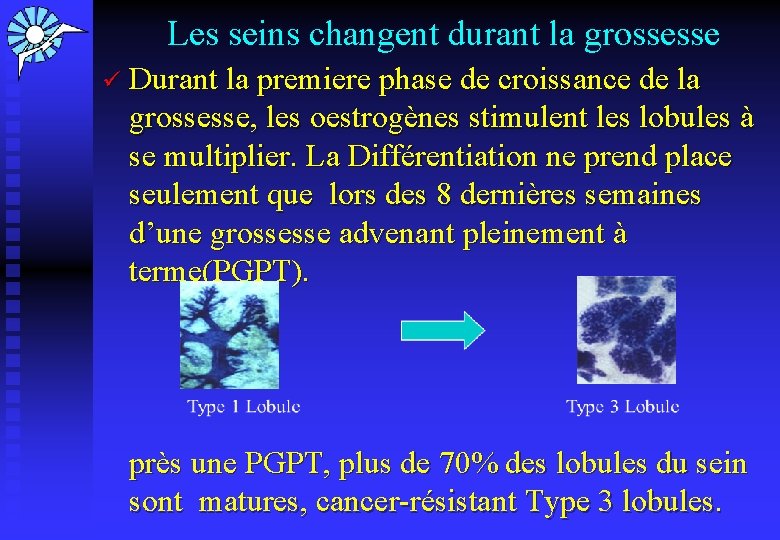  Les seins changent durant la grossesse ü Durant la premiere phase de croissance