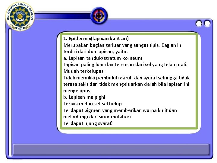 1. Epidermis(lapisan kulit ari) Merupakan bagian terluar yang sangat tipis. Bagian ini terdiri dari