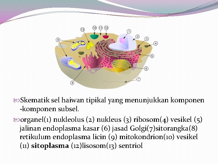  Skematik sel haiwan tipikal yang menunjukkan komponen -komponen subsel. organel(1) nukleolus (2) nukleus