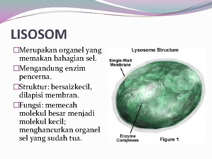 LISOSOM �Merupakan organel yang memakan bahagian sel. �Mengandung enzim pencerna. �Struktur: bersaizkecil, dilapisi membran.
