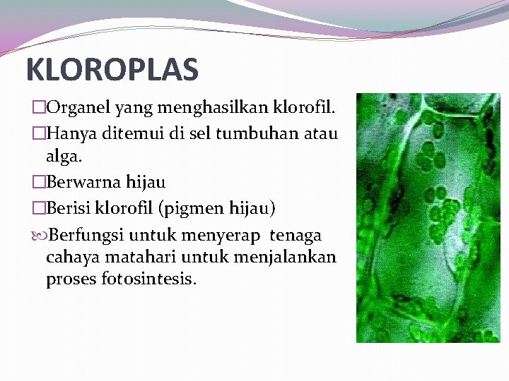 KLOROPLAS �Organel yang menghasilkan klorofil. �Hanya ditemui di sel tumbuhan atau alga. �Berwarna hijau