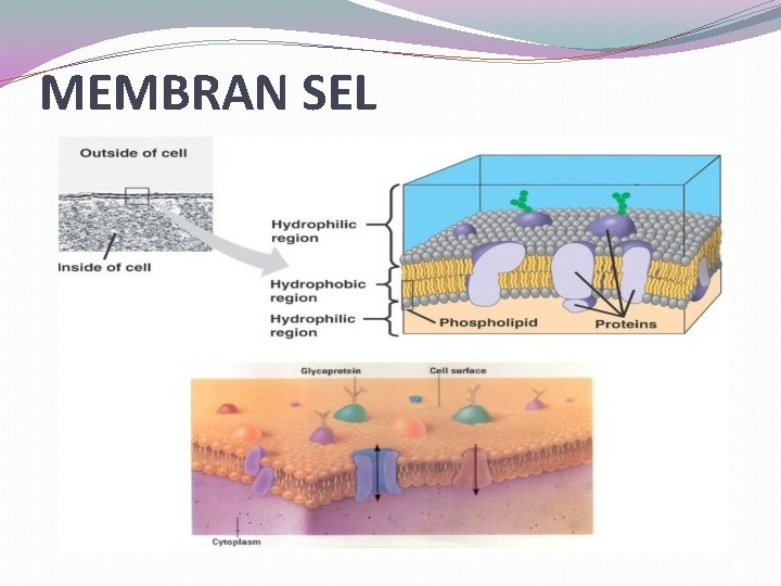 MEMBRAN SEL MEMBRAN SEL