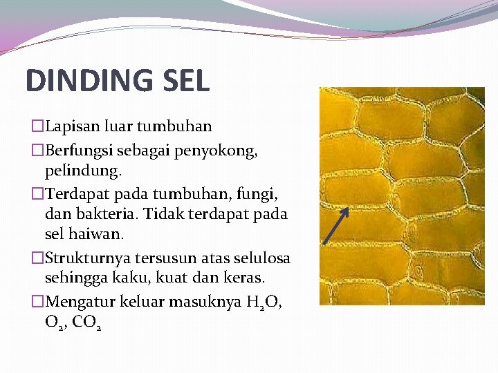 DINDING SEL �Lapisan luar tumbuhan �Berfungsi sebagai penyokong, pelindung. �Terdapat pada tumbuhan, fungi, dan DINDING SEL �Lapisan luar tumbuhan �Berfungsi sebagai penyokong, pelindung. �Terdapat pada tumbuhan, fungi, dan