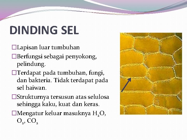 DINDING SEL �Lapisan luar tumbuhan �Berfungsi sebagai penyokong, pelindung. �Terdapat pada tumbuhan, fungi, dan