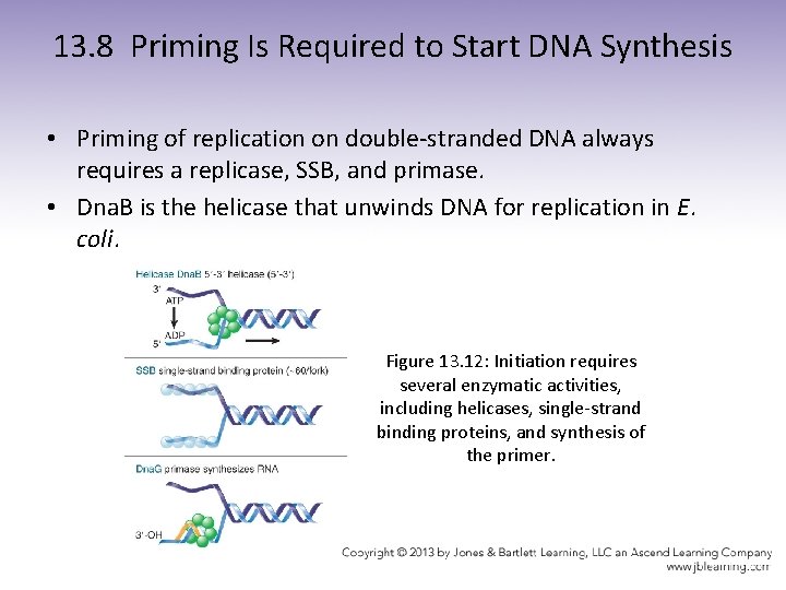 13. 8 Priming Is Required to Start DNA Synthesis • Priming of replication on