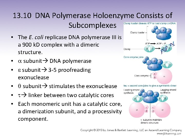 13. 10 DNA Polymerase Holoenzyme Consists of Subcomplexes • The E. coli replicase DNA