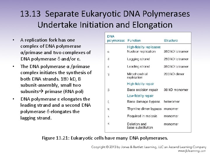 13. 13 Separate Eukaryotic DNA Polymerases Undertake Initiation and Elongation • • • A