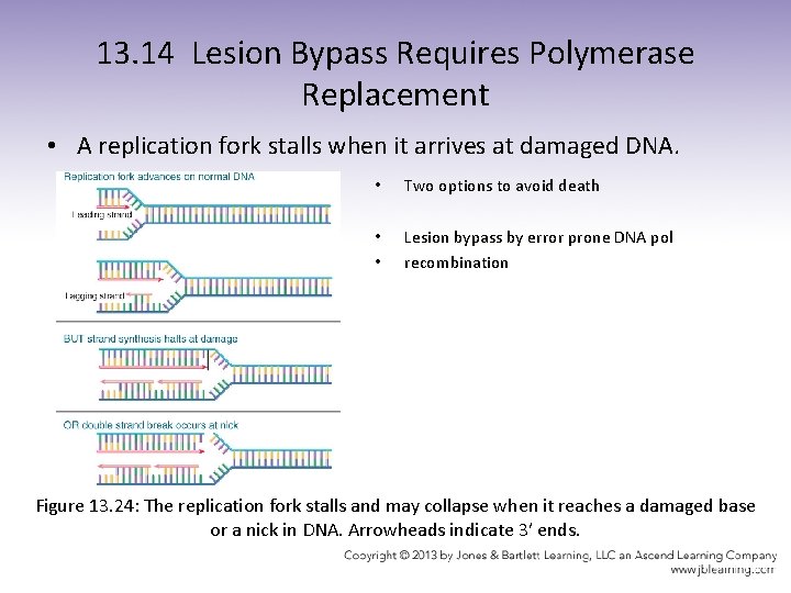 13. 14 Lesion Bypass Requires Polymerase Replacement • A replication fork stalls when it
